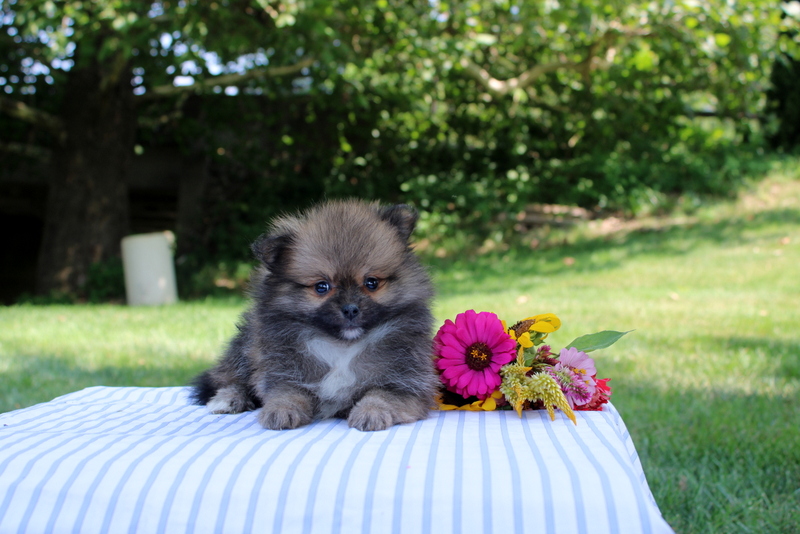 puppy, for, sale, Pomeranian, Matthew B. Stoltzfus, dog, breeder, Gap, PA, dog-breeder, puppy-for-sale, forsale, nearby, find, puppyfind, locator, puppylocator, aca